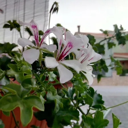 Apartament Anamarija Zadar